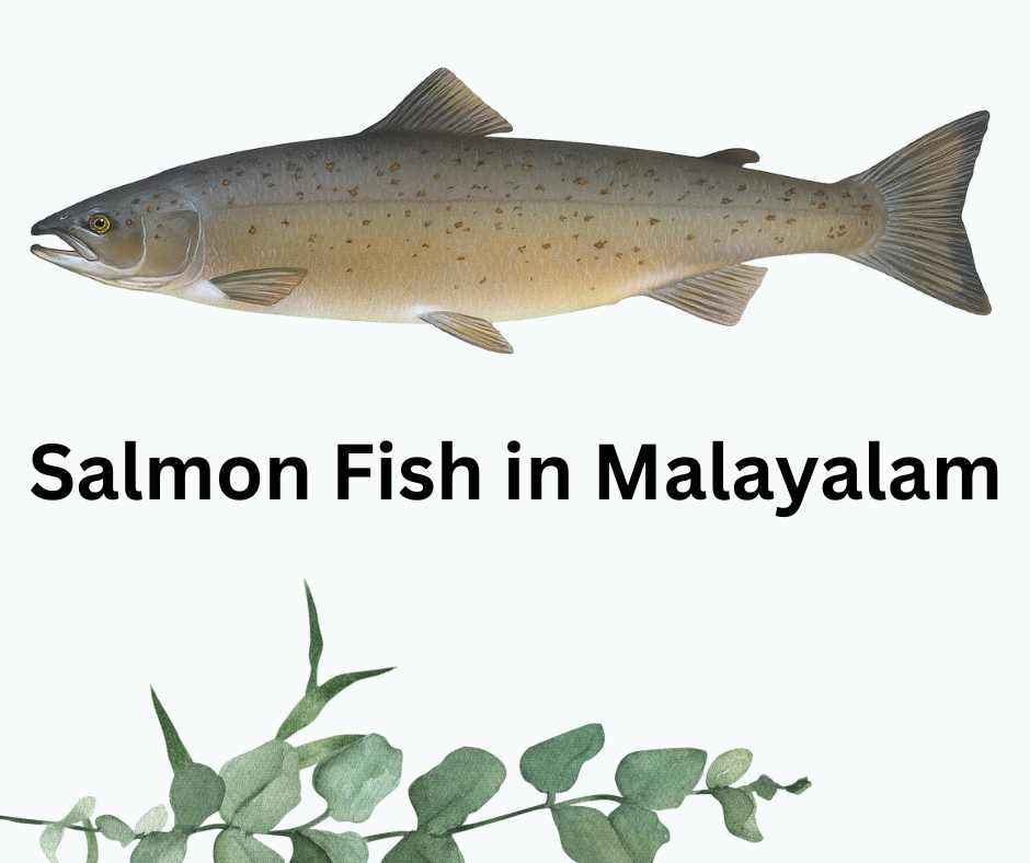 salmon fish in malayalam